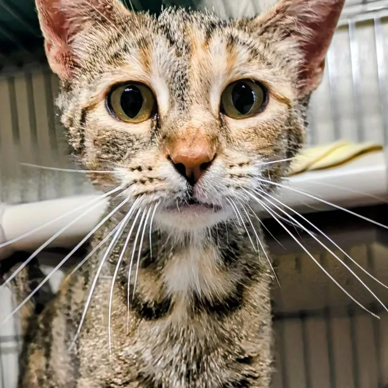 An adult medium-sized female Torbie Domestic Short Hair cat named Princess Peach for adoption in West Jefferson, OH