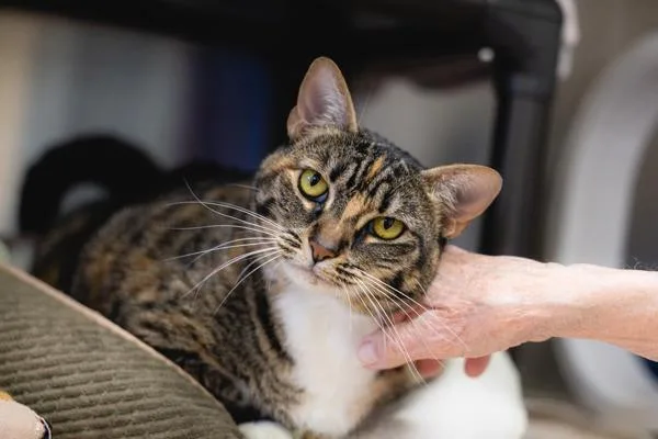 An adult large-sized female Domestic Short Hair cat named Kylie for adoption in Escondido, CA