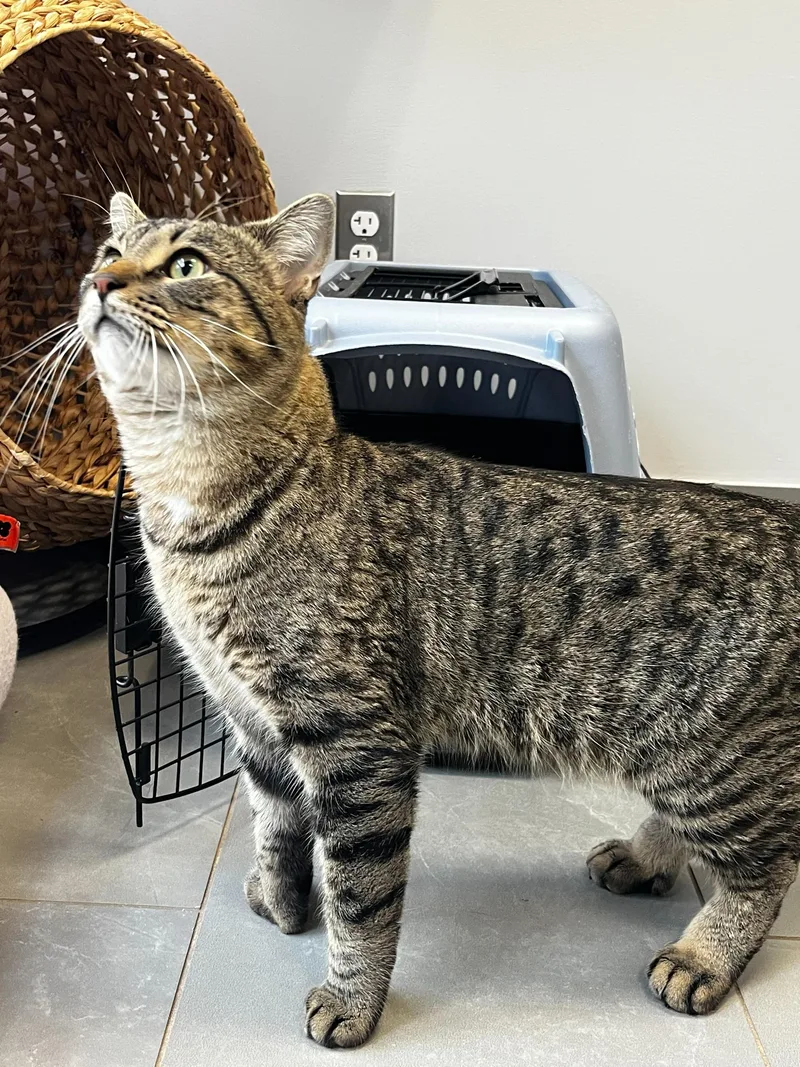A baby large-sized male Tabby (Buff / Tan / Fawn) Domestic Short Hair cat named Humbug for adoption in North Haven, CT