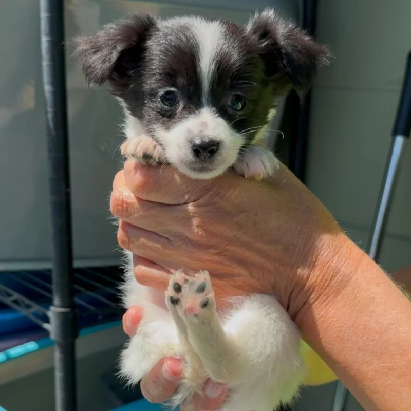 Ginger Lou thumbnail 2