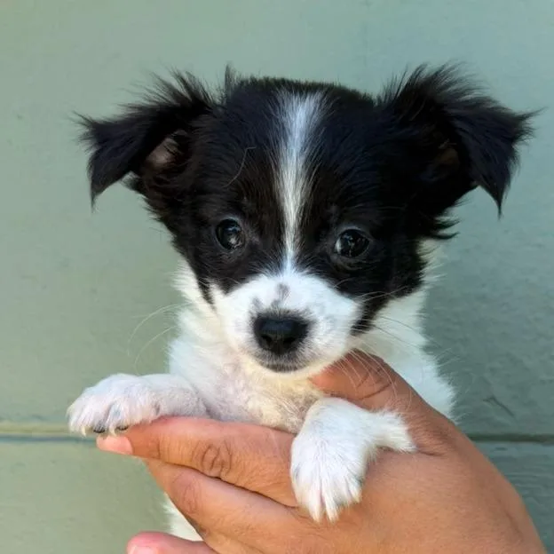 Ginger Lou thumbnail 3