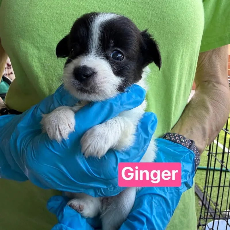 Ginger Lou thumbnail 4