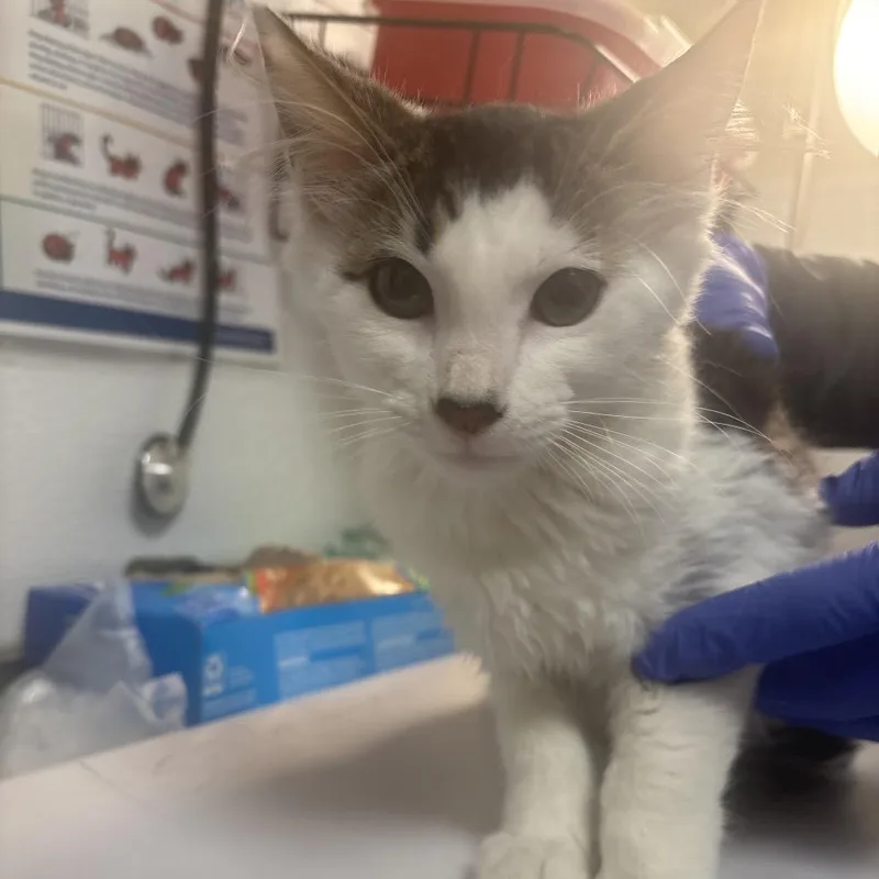 Snickerpaws thumbnail 2