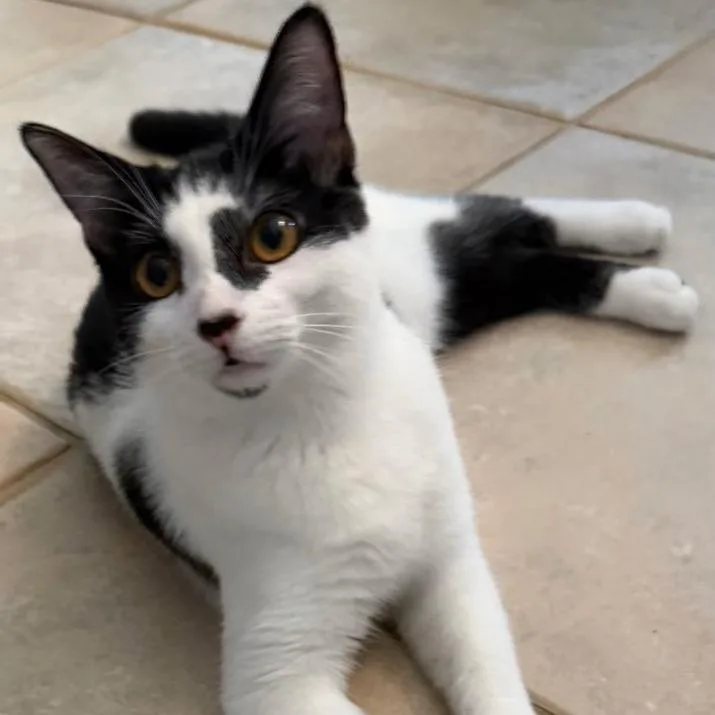 A baby medium-sized female Black Domestic Short Hair cat named Shaka for adoption in Jupiter, FL
