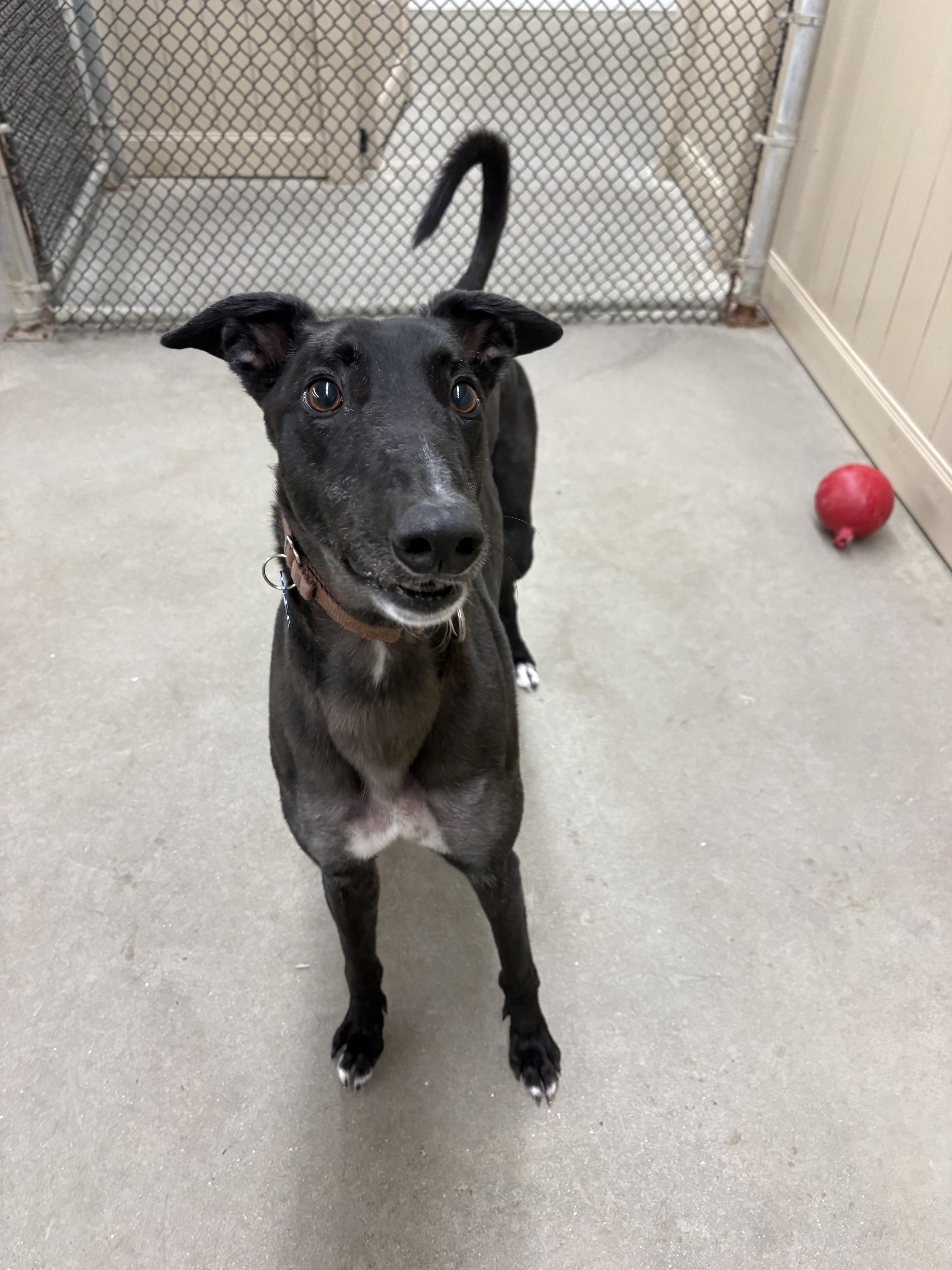 Littlefoot thumbnail 3