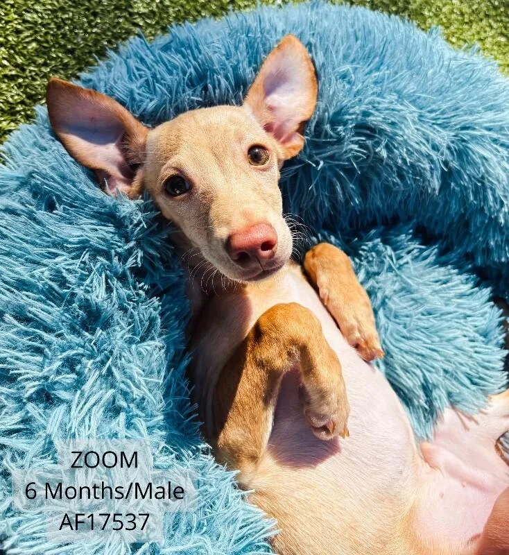 An adult small-sized male Chihuahua dog named Zoom for adoption in Supply, NC