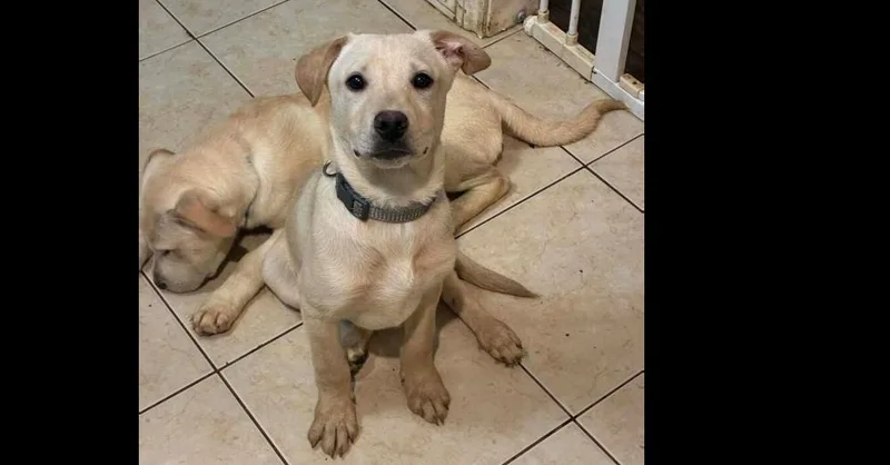 Noble Paws: Neil