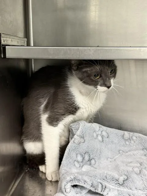 A young medium-sized female Domestic Short Hair cat named Blossom for adoption in Pasadena, TX
