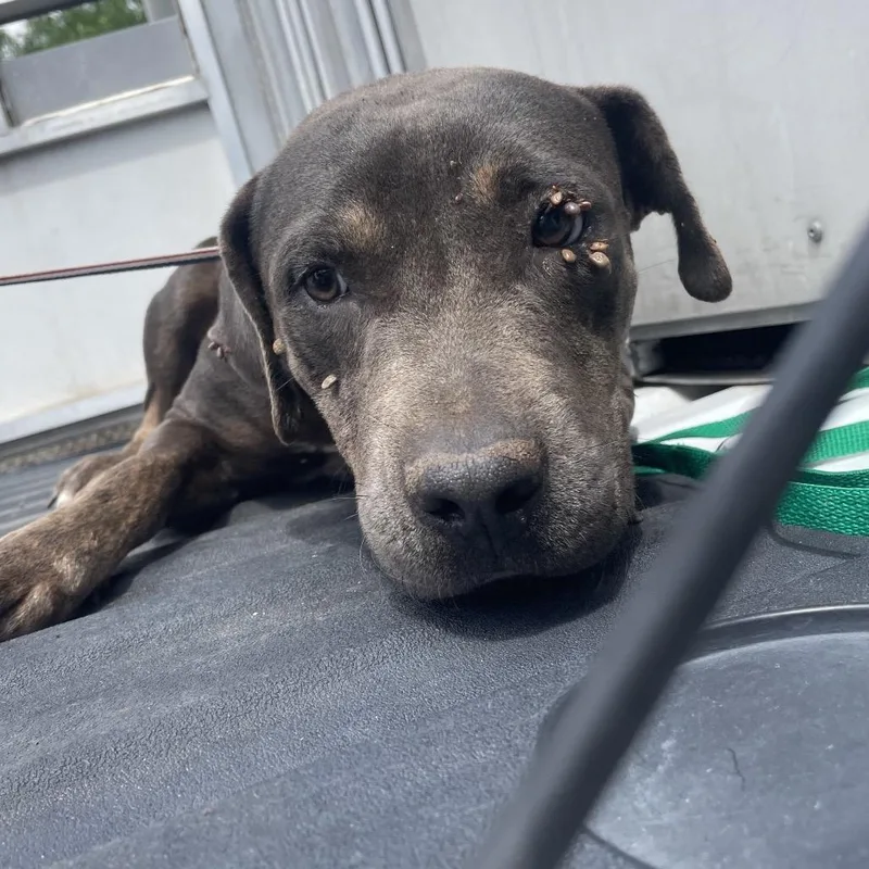 An adult large-sized male Gray / Blue / Silver Staffordshire Bull Terrier dog named Miso for adoption in Edinburg, TX