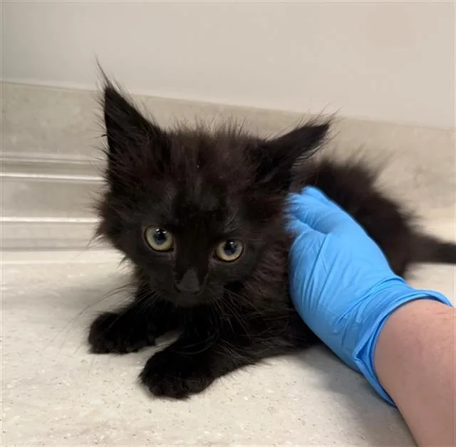 A baby small-sized female Domestic Long Hair cat named Kahleesi for adoption in Baytown, TX