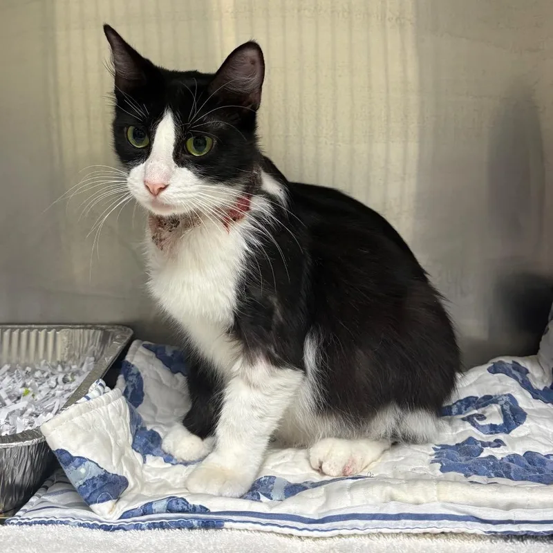 A young medium-sized female Domestic Short Hair cat named Sally for adoption in Milton, FL