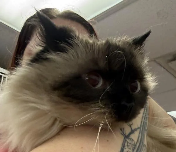 A senior small-sized female Domestic Long Hair cat named Macy for adoption in Salisbury, MD