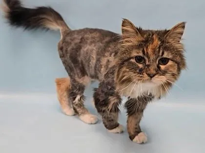 An adult small-sized female Domestic Medium Hair cat named Pepper for adoption in Coon Rapids, MN