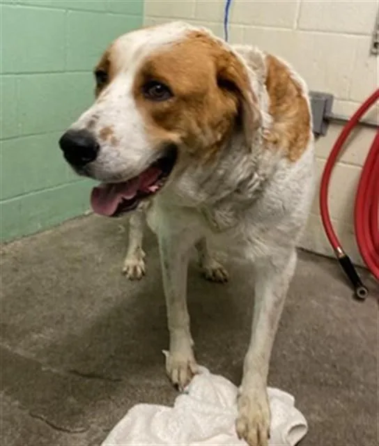 A young large-sized female Great Pyrenees dog named Gillian for adoption in Sacramento, CA