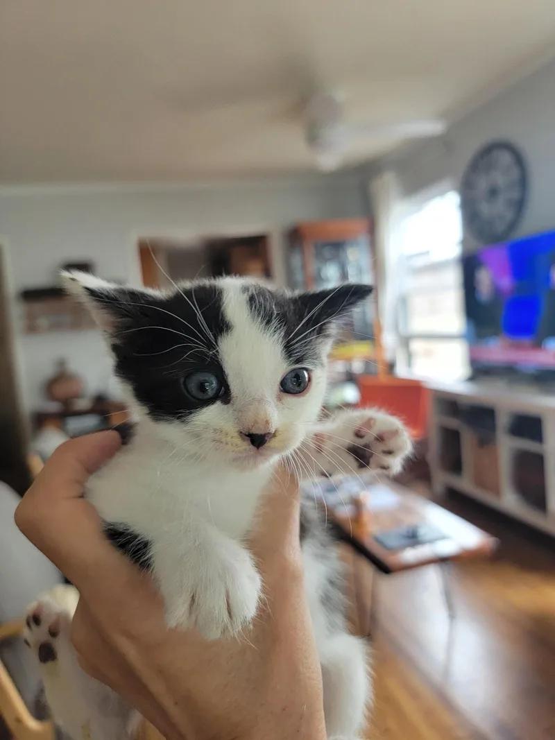 A baby small-sized male Domestic Short Hair cat named Binx for adoption in Long Beach, CA