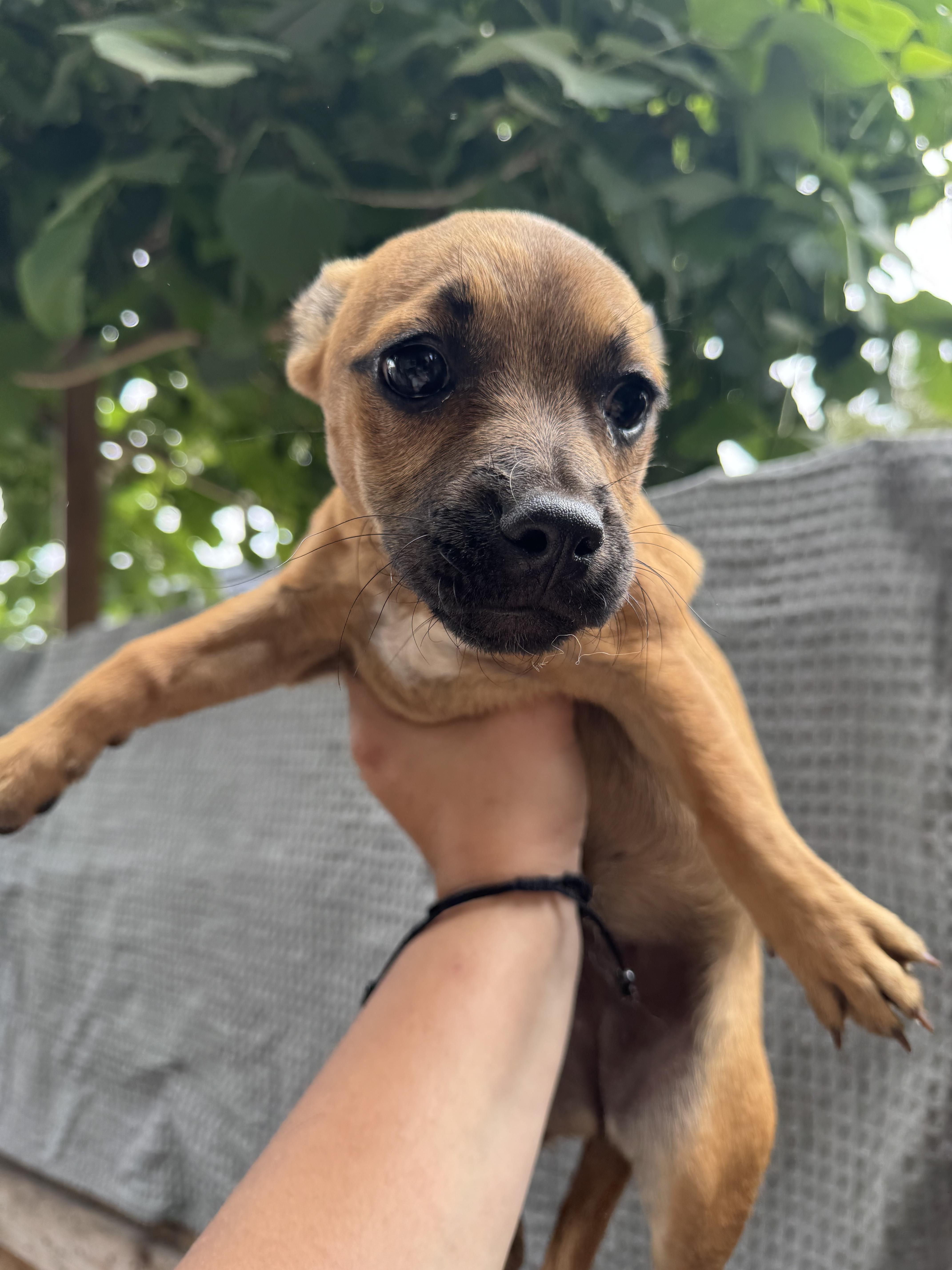 A baby small-sized female Brown / Chocolate Chihuahua dog named Piglet for adoption in Los Angeles, CA