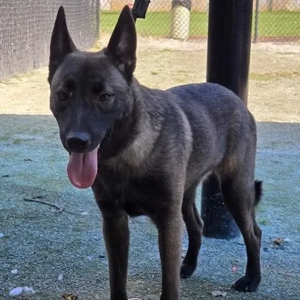 A young medium-sized female Alaskan Malamute dog named Chocolate Chip for adoption in Philadelphia, PA