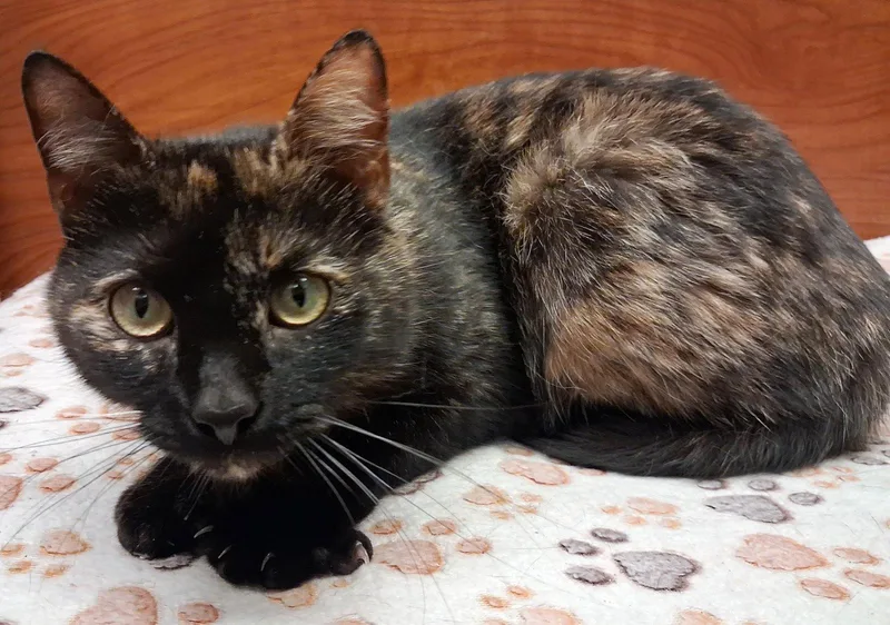 A young medium-sized female Domestic Short Hair cat named Prima for adoption in Trenton, NJ