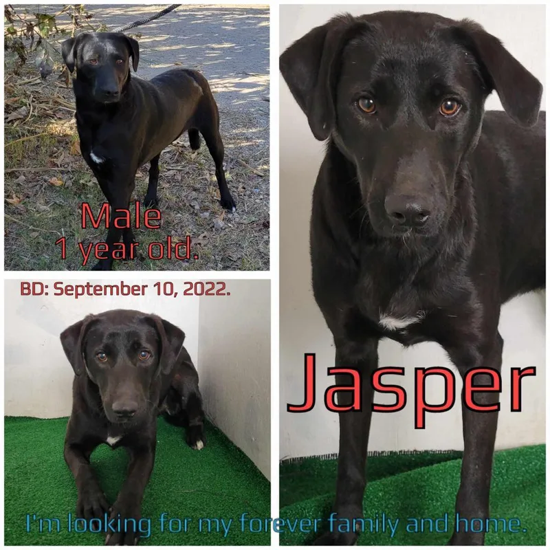 Jasper thumbnail 4