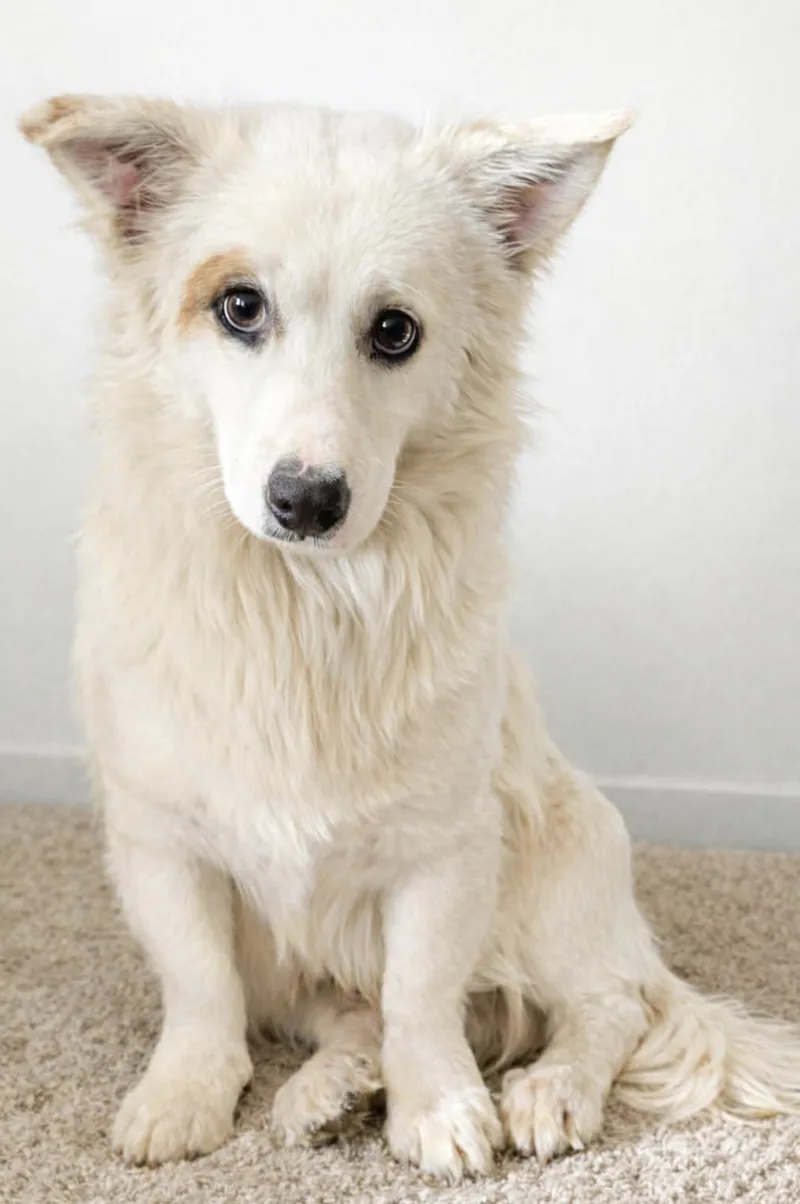 A young small-sized male Corgi dog named Ollie for adoption in Allen, TX