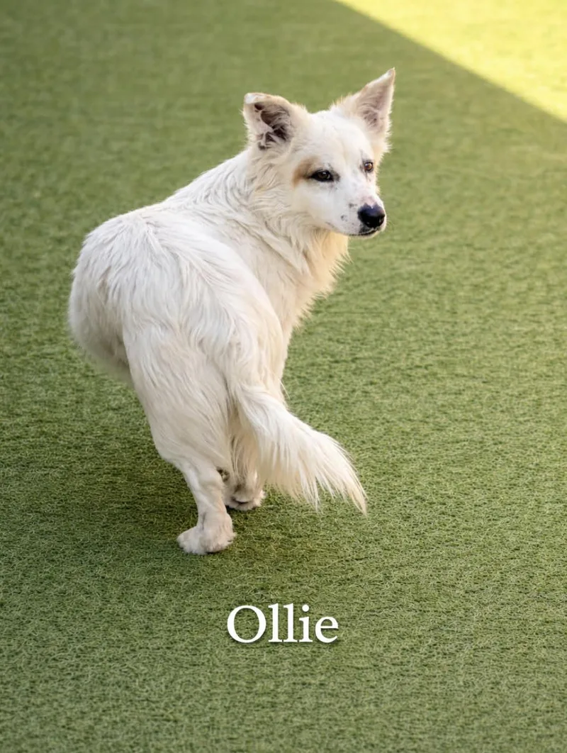 Ollie thumbnail 5