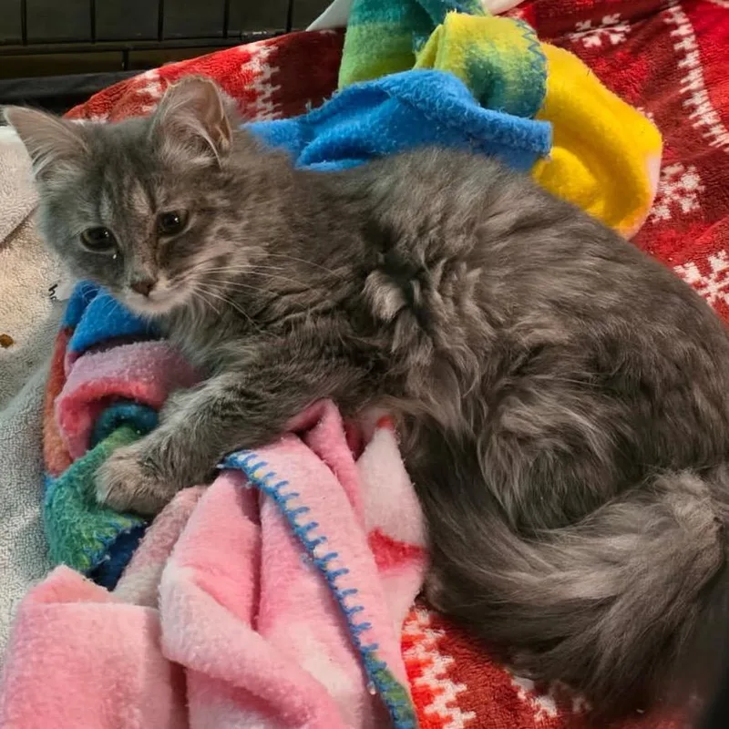 Cosmo