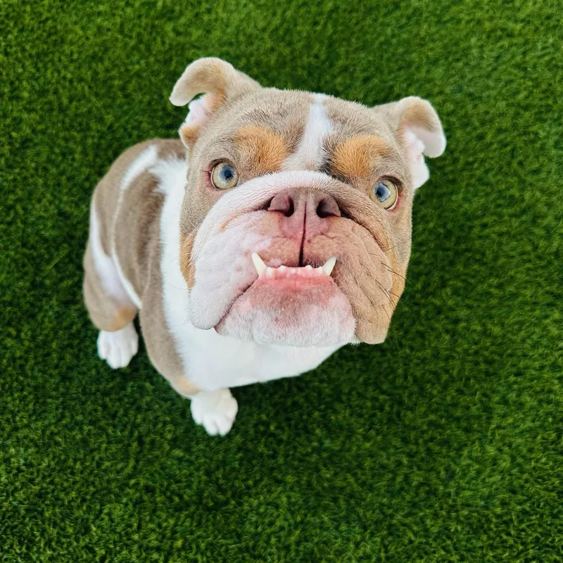 Ramona