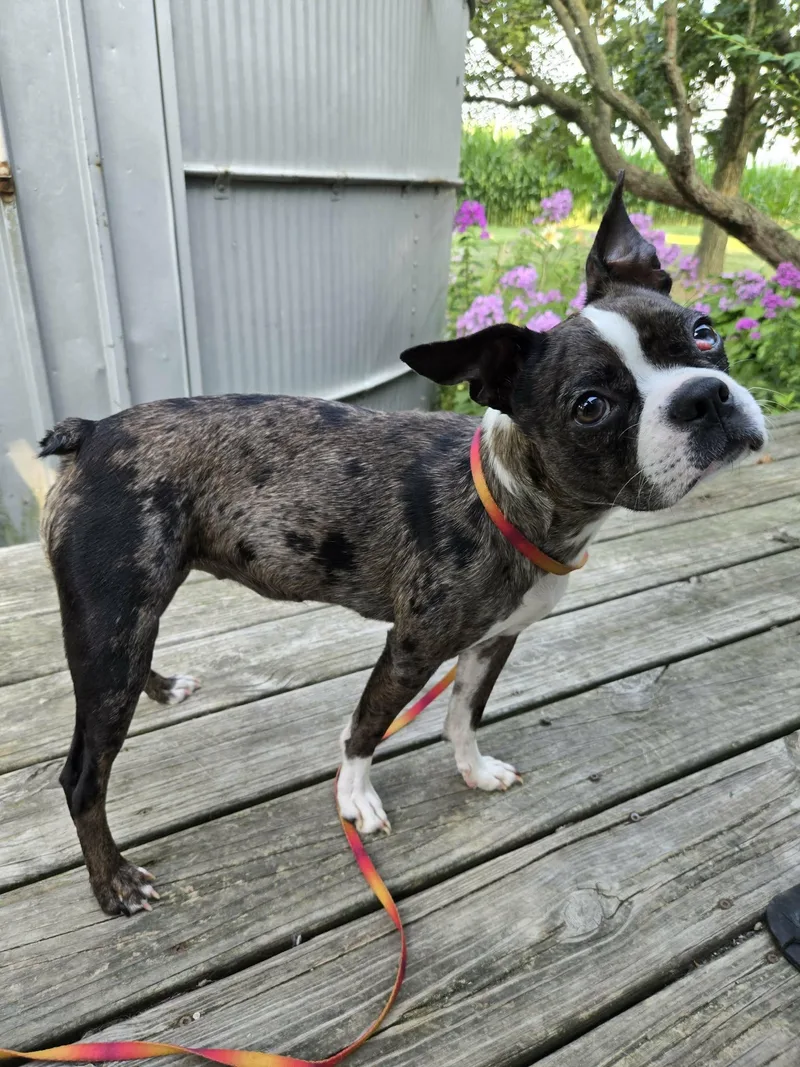 Roxie