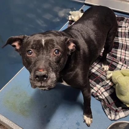 An adult large-sized female Mixed Breed dog named Sonya for adoption in Merriam, KS