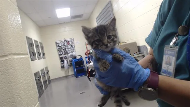 A baby small-sized male Domestic Short Hair cat named Butter for adoption in Denver, CO