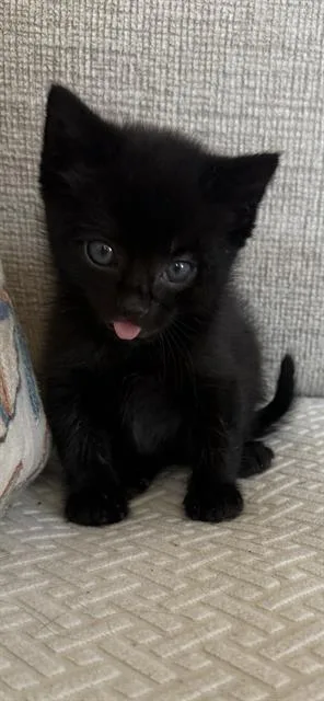 A baby small-sized female Domestic Short Hair cat named Lilly for adoption in Camarillo, CA