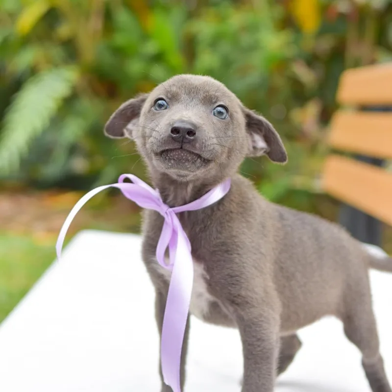 A baby small-sized female Gray / Blue / Silver Mixed Breed dog named Moonglow for adoption in Kailua Kona, HI