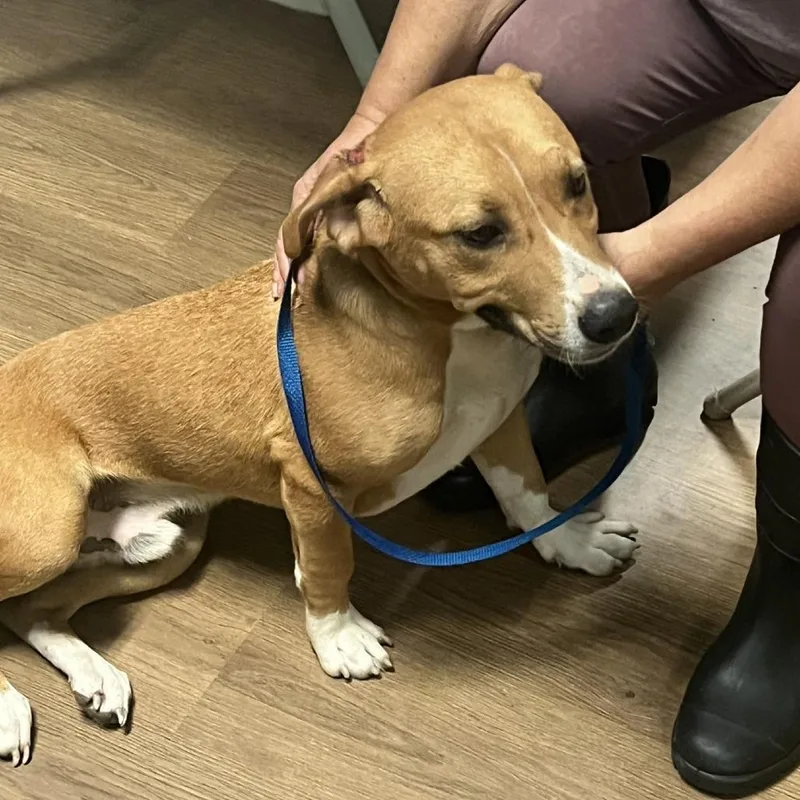 A young medium-sized male Terrier dog named Toby for adoption in LaGrange, GA