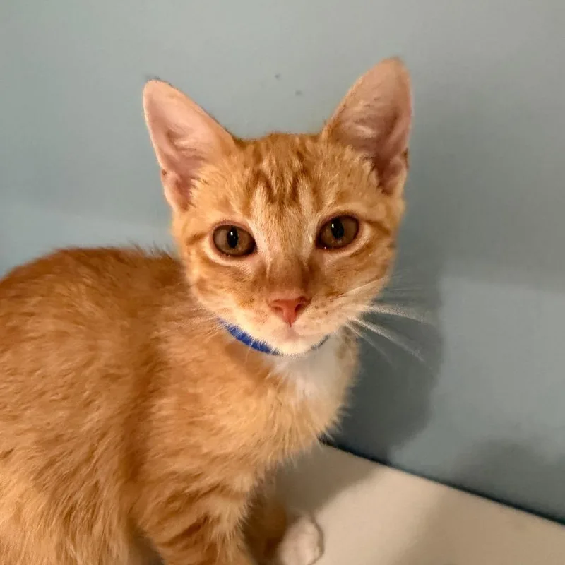A baby small-sized male Orange / Red Domestic Short Hair cat named Goldie for adoption in Chattanooga, TN