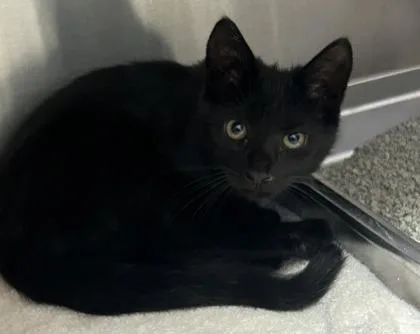A baby medium-sized male Domestic Short Hair cat named Floradinn for adoption in Cincinnati, OH