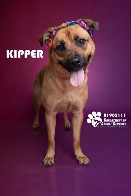 An adult large-sized female Shepherd dog named Kipper for adoption in Riverside, CA