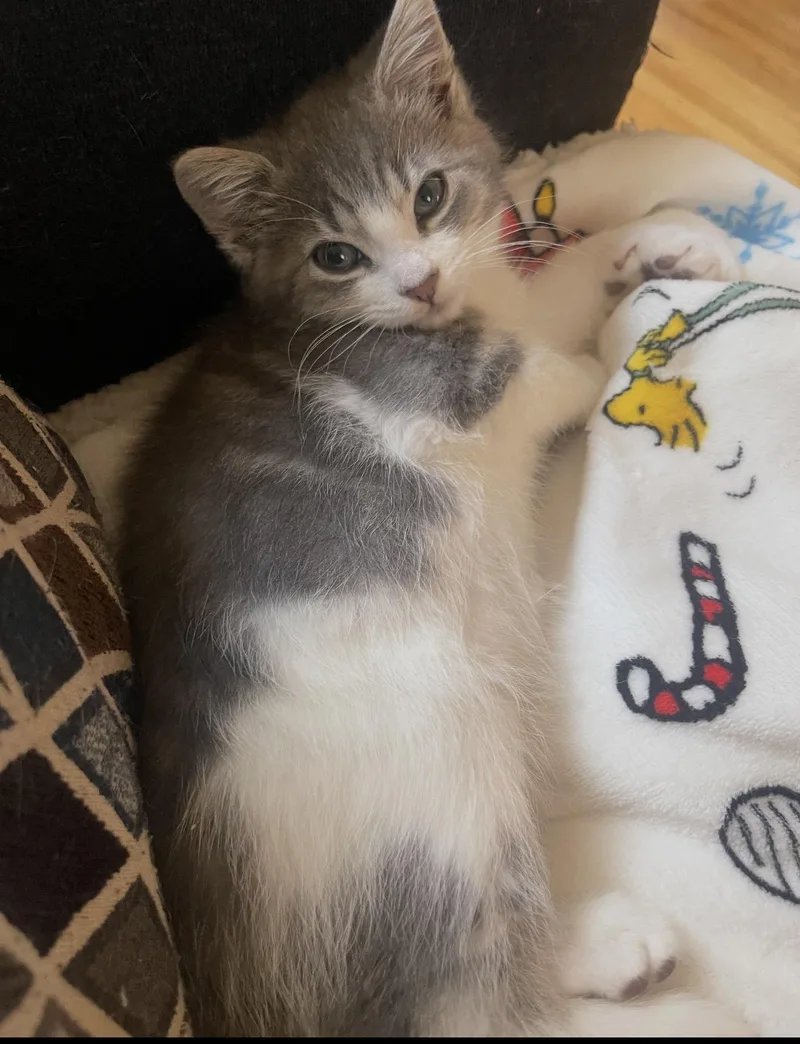 A baby medium-sized male Gray & White Domestic Short Hair cat named Mr. Pudgy for adoption in Nutley, NJ