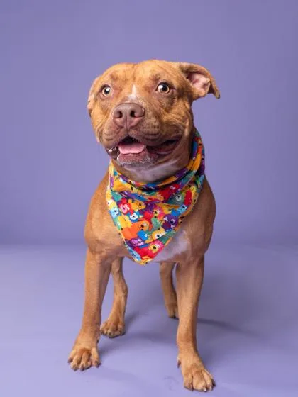 An adult medium-sized male Mixed Breed dog named David for adoption in Atlanta, GA