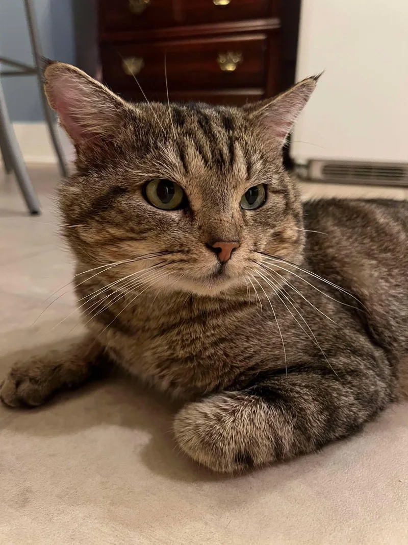 Dinty Moore thumbnail 2