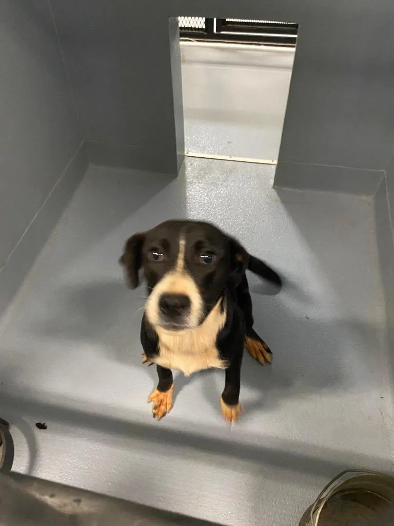 A baby medium-sized female Mixed Breed dog named Sallie for adoption in Cartersville , GA