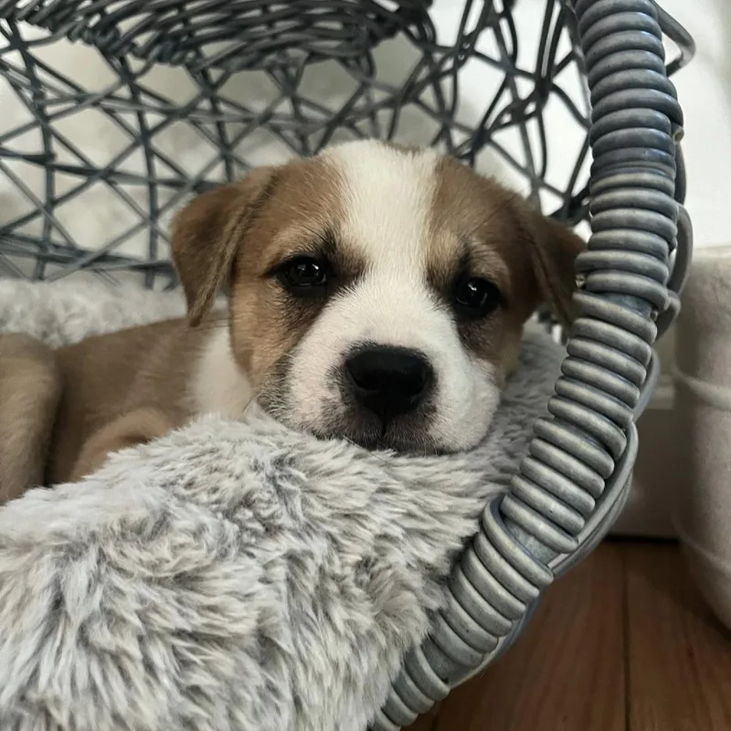 A baby small-sized female Yellow / Tan / Blond / Fawn Mixed Breed dog named Sapphire for adoption in Gainesville, FL