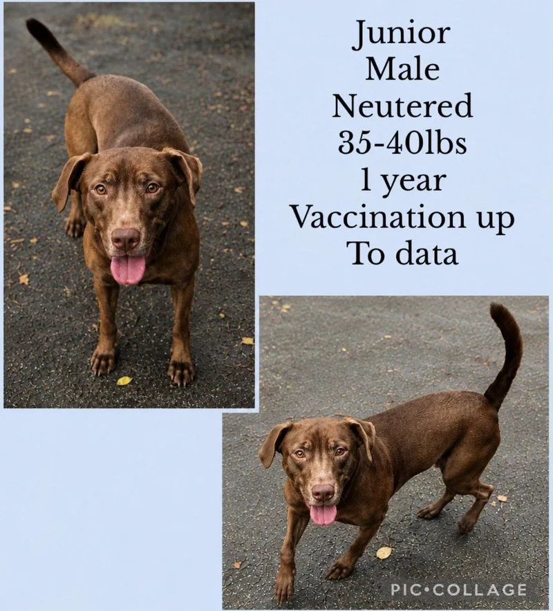 An adult medium-sized male Labrador Retriever dog named Junior for adoption in Virginia Beach, VA