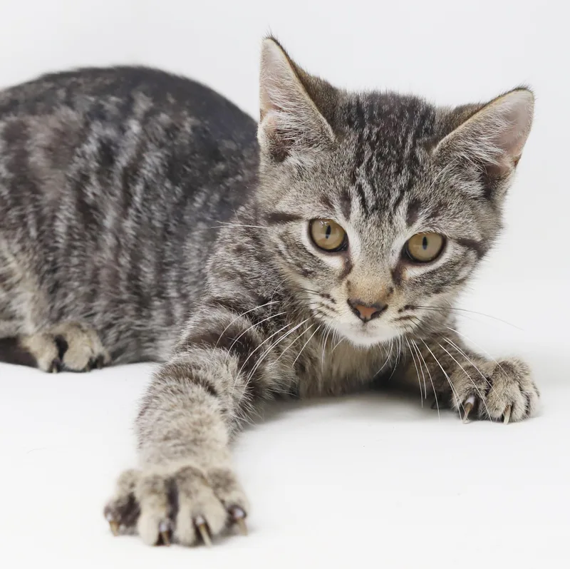A baby small-sized male Tabby (Brown / Chocolate) Tabby cat named Dimitri He Is for adoption in Bedford Hills, NY