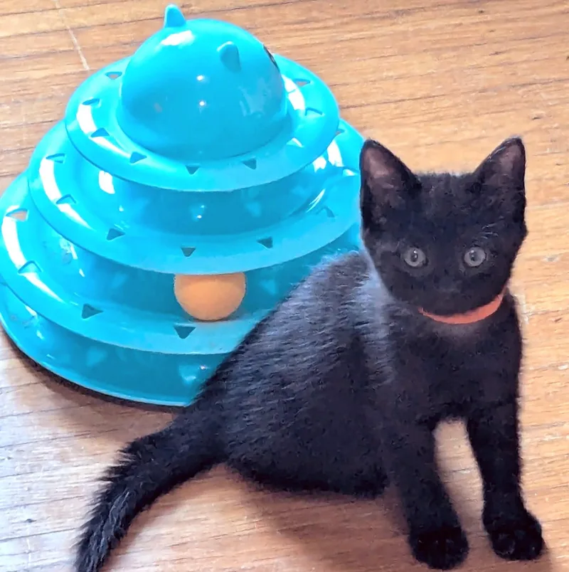 A young medium-sized male Black American Shorthair cat named Peach for adoption in Rochester, NY