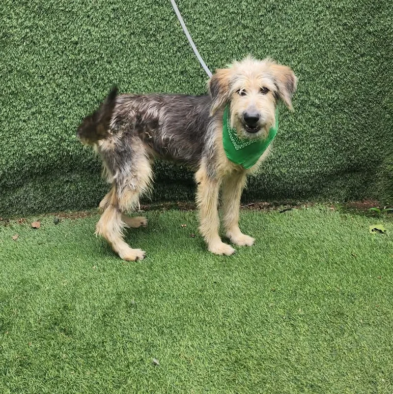 An adult medium-sized male Poodle dog named Ruben for adoption in Oak Point, TX