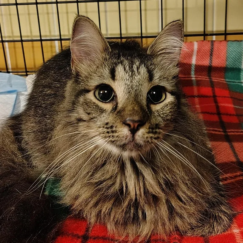 An adult large-sized female Brown / Chocolate Domestic Long Hair cat named Burnt Toast for adoption in Titusville, FL