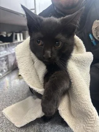 A baby small-sized female Domestic Short Hair cat named Piquete for adoption in West Chester, PA