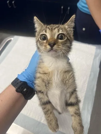 A young small-sized male Domestic Short Hair cat named b Snickers for adoption in North Charleston, SC