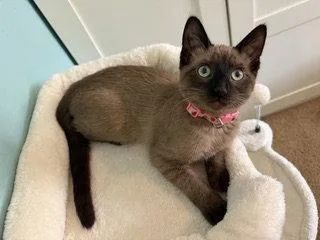A baby medium-sized female Buff / Tan / Fawn Domestic Short Hair cat named Violet for adoption in Glendale, AZ