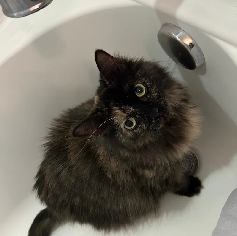 Evie In Falls Church thumbnail 4